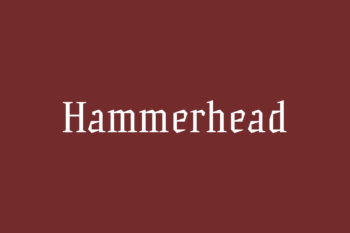 Hammerhead